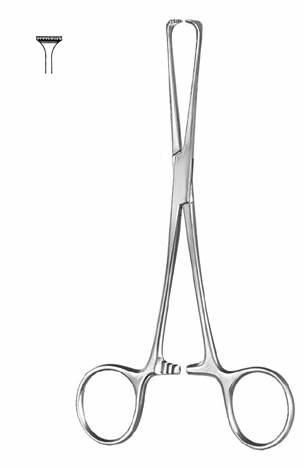 Intestines & Stomach  — Surgical from Sialkot Pakistan by Pintech Instruments