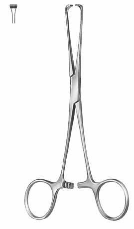 Intestines & Stomach  — Surgical Sialkot Pakistan Pintech